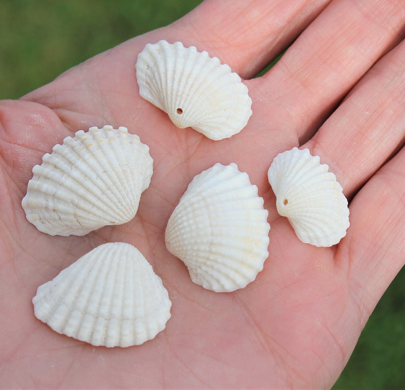 Natural Clam Shell Pendants ~ White ~ Pack of 5