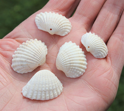 Natural Clam Shell Pendants ~ White ~ Pack of 5